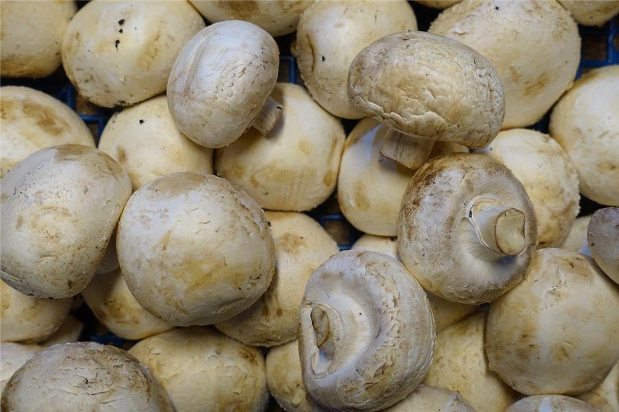 Champignons wit De Vrijloophoeve Webshop